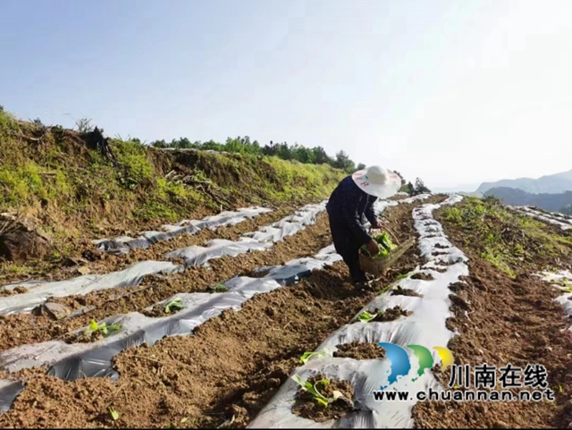 古蔺县石宝镇：2000亩烟苗完成移栽，老牌产业焕发新活力(图3)