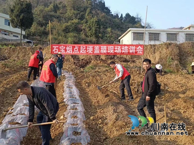 古蔺县石宝镇：2000亩烟苗完成移栽，老牌产业焕发新活力(图4)