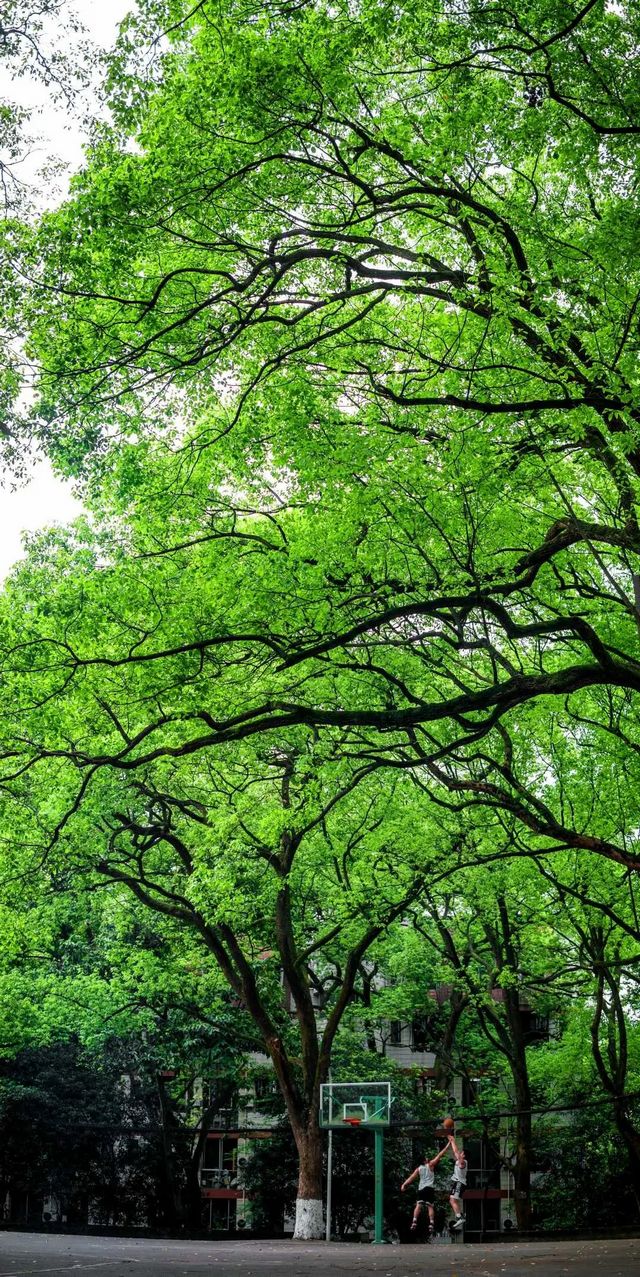 百年香樟成林｜让西南医科大学子念念不忘的“绿荫”情谊(图19)