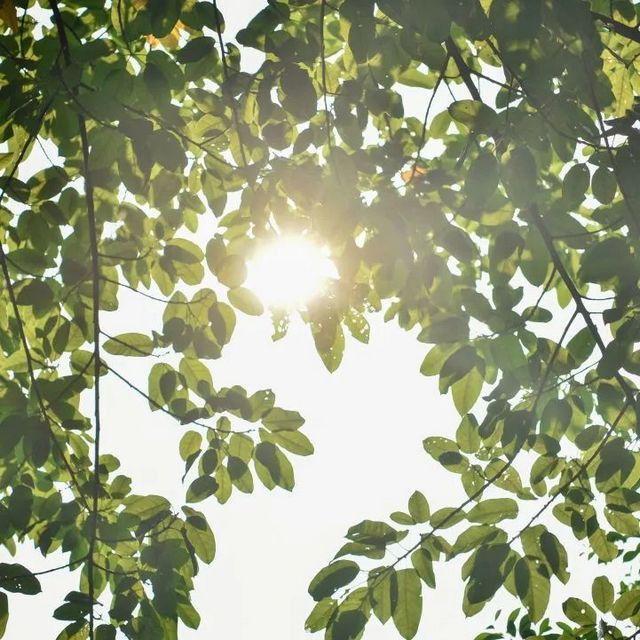 百年香樟成林｜让西南医科大学子念念不忘的“绿荫”情谊(图25)