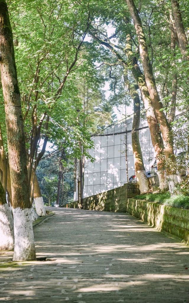 百年香樟成林｜让西南医科大学子念念不忘的“绿荫”情谊(图27)