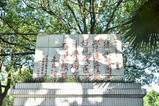 百年香樟成林｜让西南医科大学子念念不忘的“绿荫”情谊(图22)