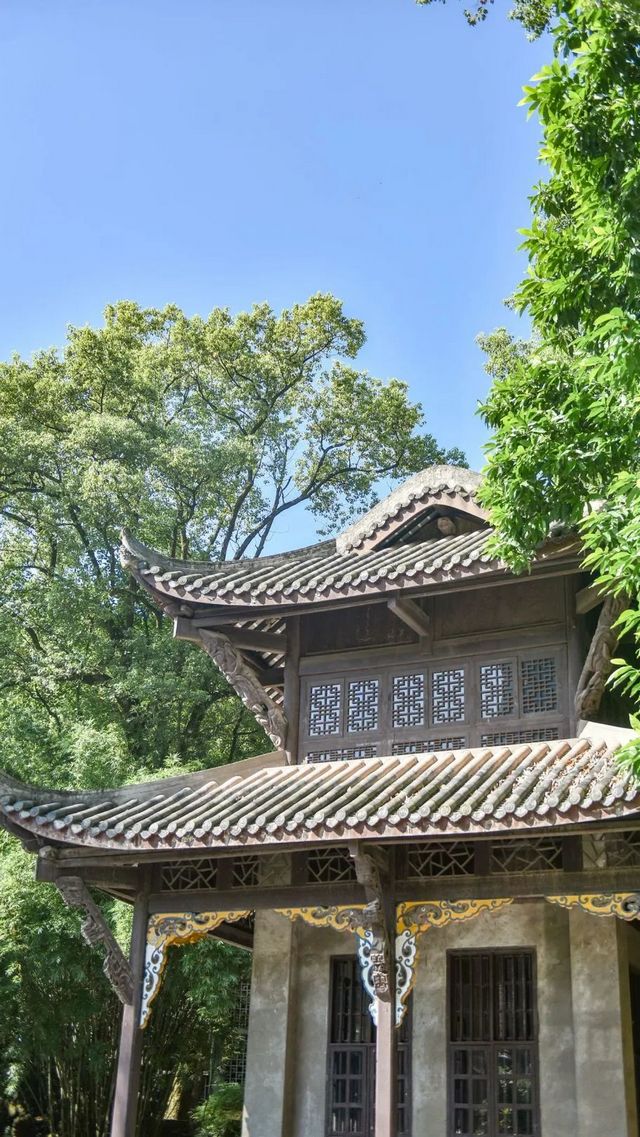 百年香樟成林｜让西南医科大学子念念不忘的“绿荫”情谊(图30)