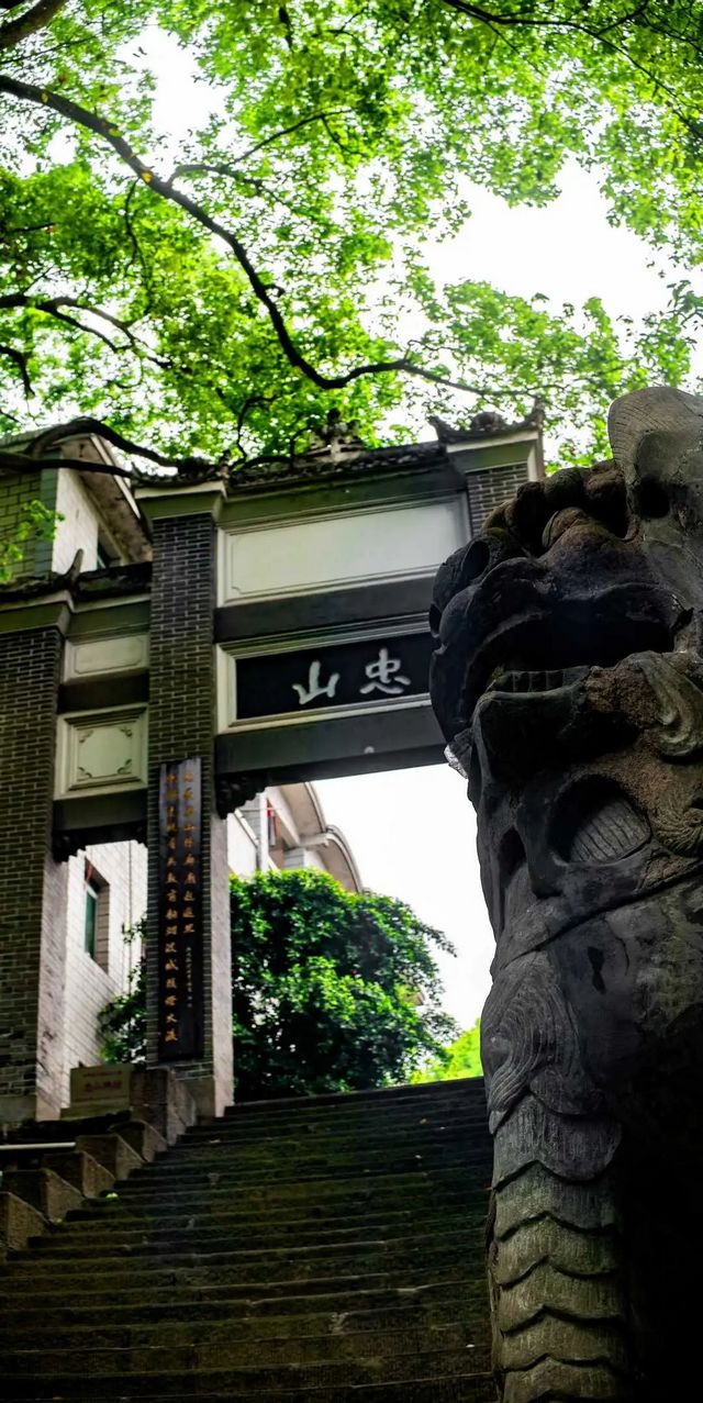 百年香樟成林｜让西南医科大学子念念不忘的“绿荫”情谊(图2)