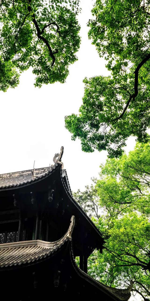 百年香樟成林｜让西南医科大学子念念不忘的“绿荫”情谊(图3)