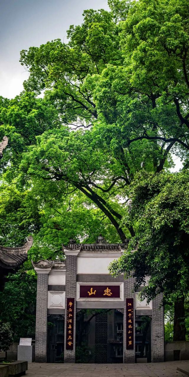 百年香樟成林｜让西南医科大学子念念不忘的“绿荫”情谊(图4)