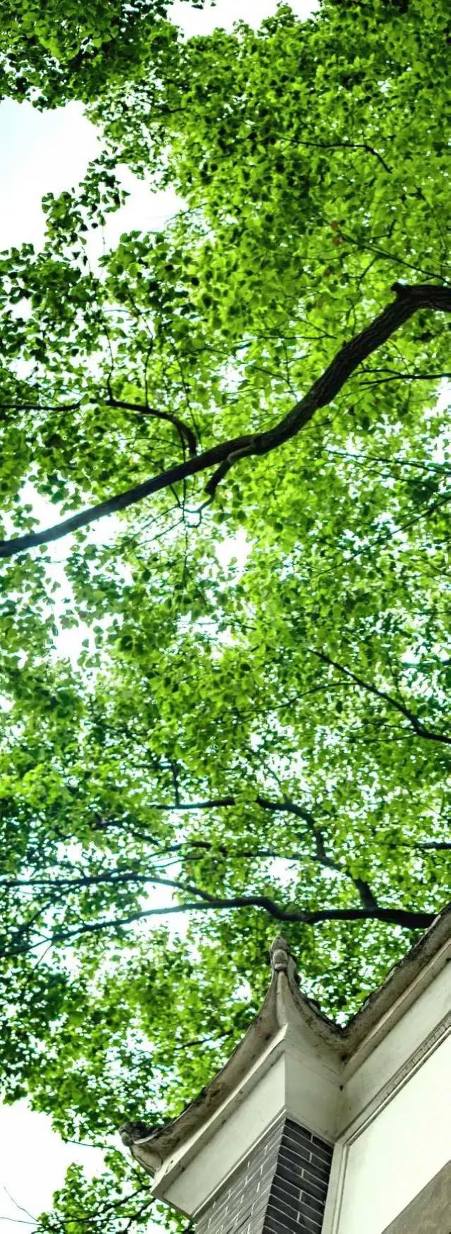 百年香樟成林｜让西南医科大学子念念不忘的“绿荫”情谊(图17)