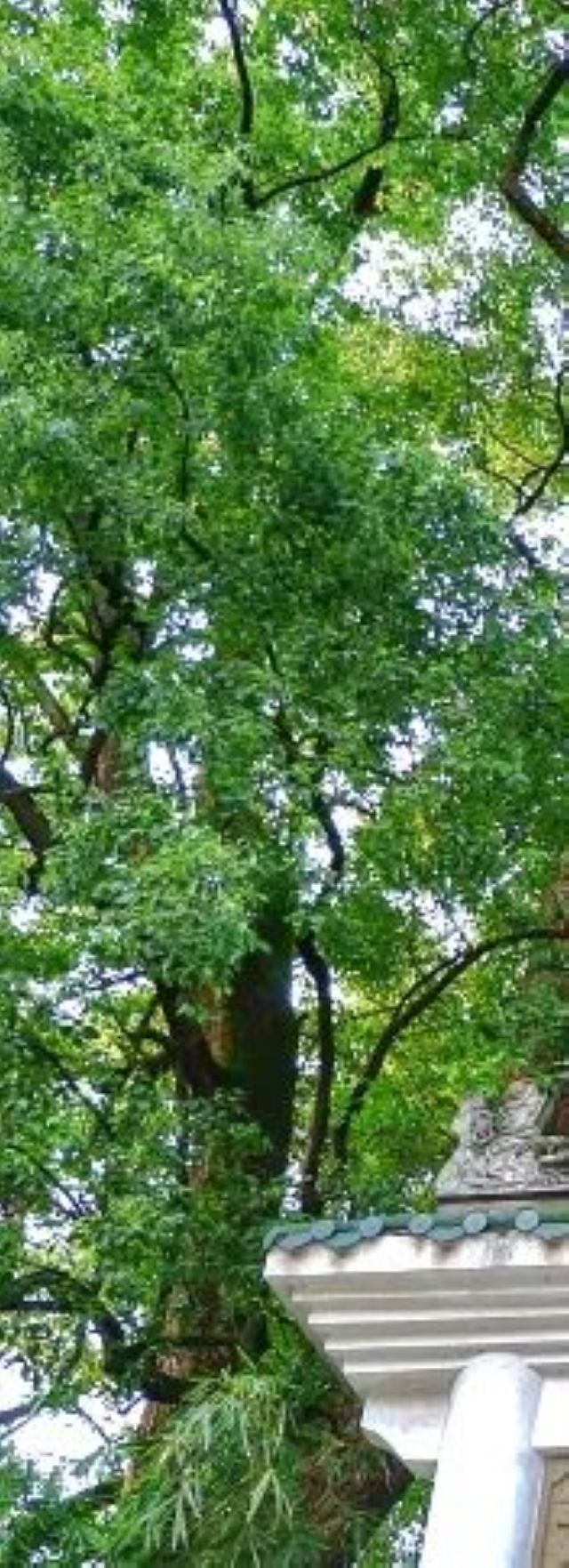 百年香樟成林｜让西南医科大学子念念不忘的“绿荫”情谊(图14)