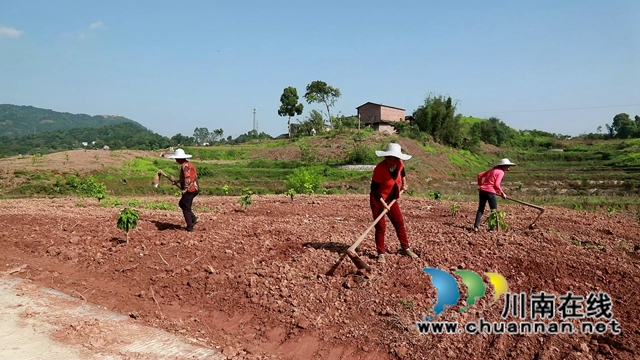 合江县甘雨镇：四月好春光，田间春播忙(图1)