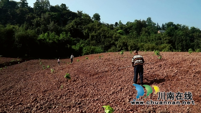 合江县甘雨镇：四月好春光，田间春播忙(图4)