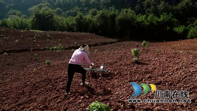 合江县甘雨镇：四月好春光，田间春播忙(图5)