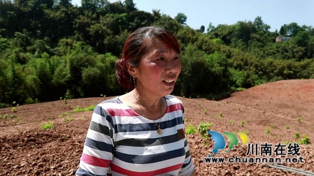 合江县甘雨镇：四月好春光，田间春播忙(图8)