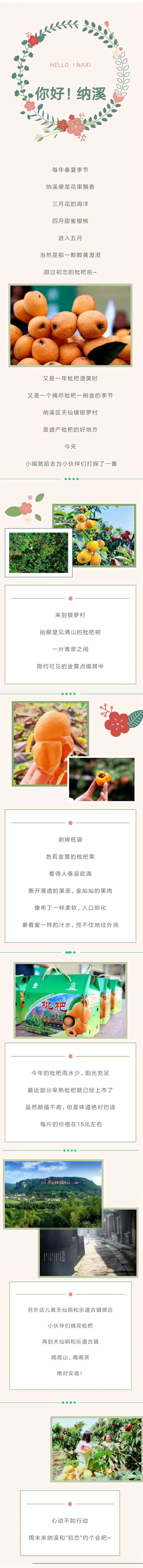 【创建天府旅游名县】纳溪的味道：枇杷 甜过“初恋”(图2)