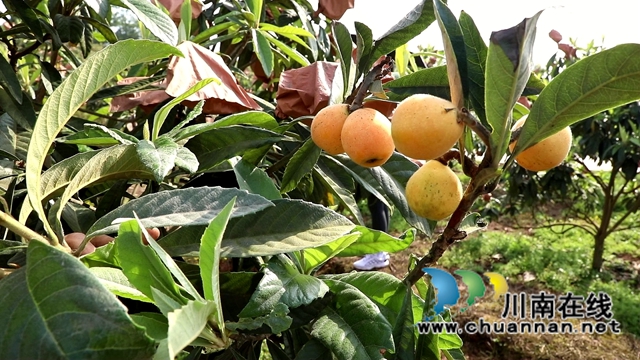 合江县白沙镇:枇杷熟了,快来尝鲜!(图2) 合江县白沙镇:枇杷熟了,快来尝鲜!(图2)