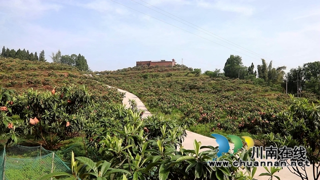 合江县白沙镇:枇杷熟了,快来尝鲜!(图3) 合江县白沙镇:枇杷熟了,快来尝鲜!(图3)