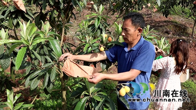 合江县白沙镇:枇杷熟了,快来尝鲜!(图4) 合江县白沙镇:枇杷熟了,快来尝鲜!(图4)