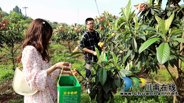 合江县白沙镇:枇杷熟了,快来尝鲜!(图5) 合江县白沙镇:枇杷熟了,快来尝鲜!(图5)