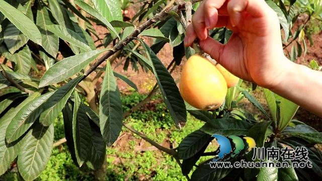 合江县白沙镇:枇杷熟了,快来尝鲜!(图6) 合江县白沙镇:枇杷熟了,快来尝鲜!(图6)