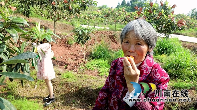 合江县白沙镇:枇杷熟了,快来尝鲜!(图7) 合江县白沙镇:枇杷熟了,快来尝鲜!(图7)