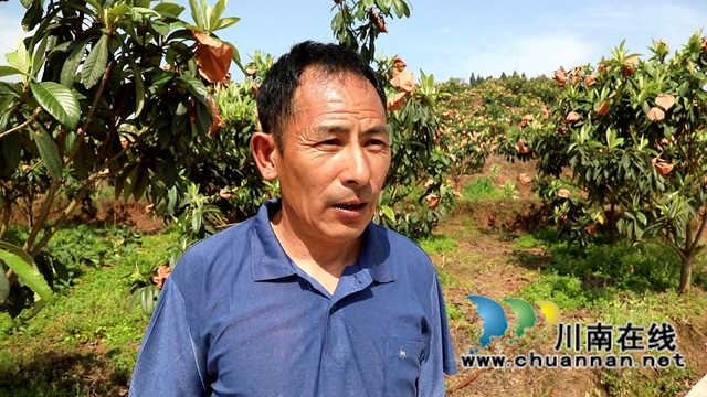 合江县白沙镇:枇杷熟了,快来尝鲜!(图8) 合江县白沙镇:枇杷熟了,快来尝鲜!(图8)