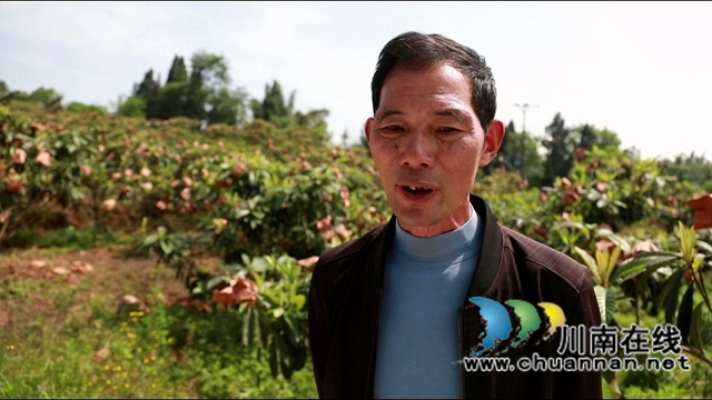 合江县白沙镇:枇杷熟了,快来尝鲜!(图10) 合江县白沙镇:枇杷熟了,快来尝鲜!(图10)