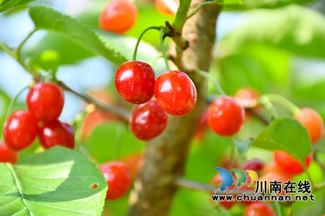 古蔺：种满摇钱树，结满致富果(图1)