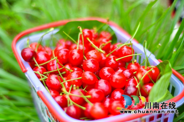 古蔺：种满摇钱树，结满致富果(图2)