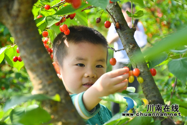 古蔺：种满摇钱树，结满致富果(图5)