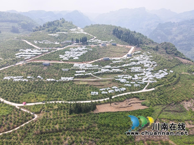 古蔺：种满摇钱树，结满致富果(图6)