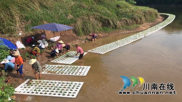 泸县百和镇：鱼塘尾水生态治理，助力大陆溪水质提升(图1)