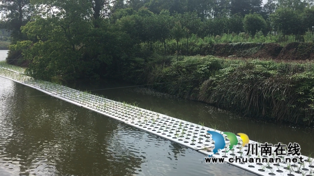 泸县百和镇：鱼塘尾水生态治理，助力大陆溪水质提升(图3)