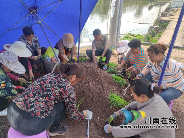 泸县百和镇：鱼塘尾水生态治理，助力大陆溪水质提升(图6)