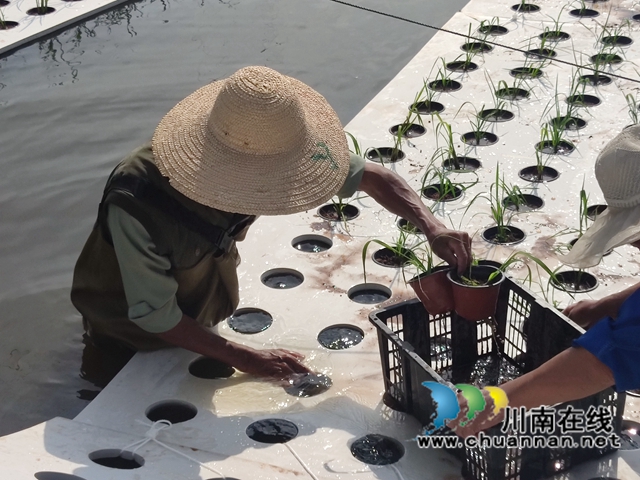 泸县百和镇：鱼塘尾水生态治理，助力大陆溪水质提升(图5)