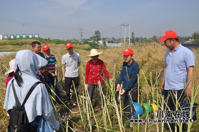 助力乡村振兴：省科技下乡万里行专家组到泸县开展技术指导 (1).JPG