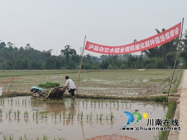 泸县杂交水稻全程机械化制种现场观摩会（曾佐然摄）.jpg