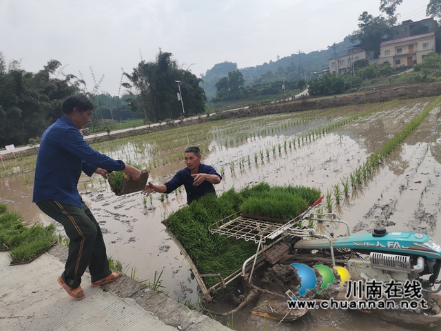 泸县杂交水稻制种搬运秧苗（曾佐然摄）.jpg