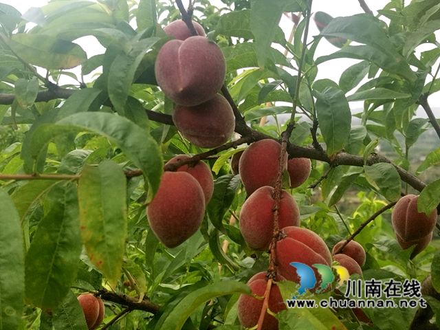 桃子挂满枝头1（曾佐然摄）.jpg