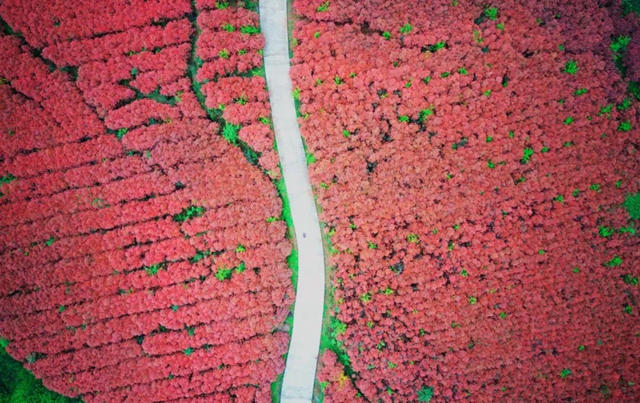 【五一特辑】赏花正当时!古蔺之春无需远游……(图1) 1.jpg