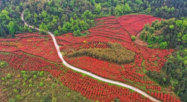 【五一特辑】赏花正当时!古蔺之春无需远游……(图2) 2.jpg