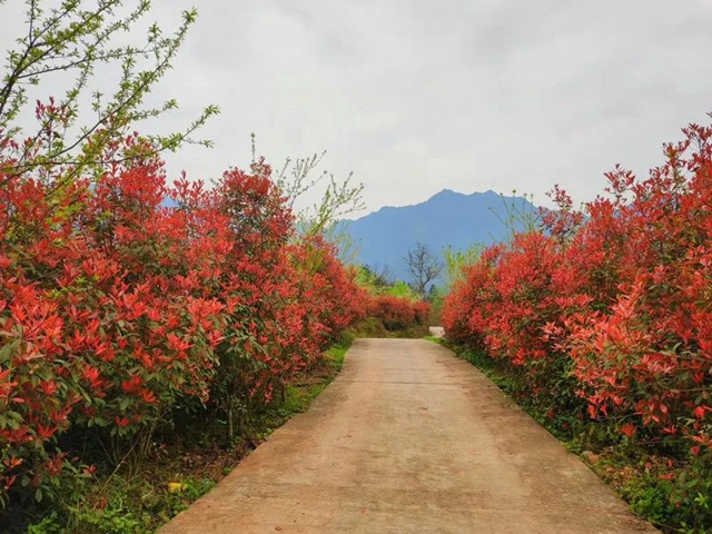 【五一特辑】赏花正当时!古蔺之春无需远游……(图5) 5.jpg