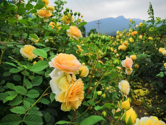 【五一特辑】赏花正当时!古蔺之春无需远游……(图6) 6.jpg