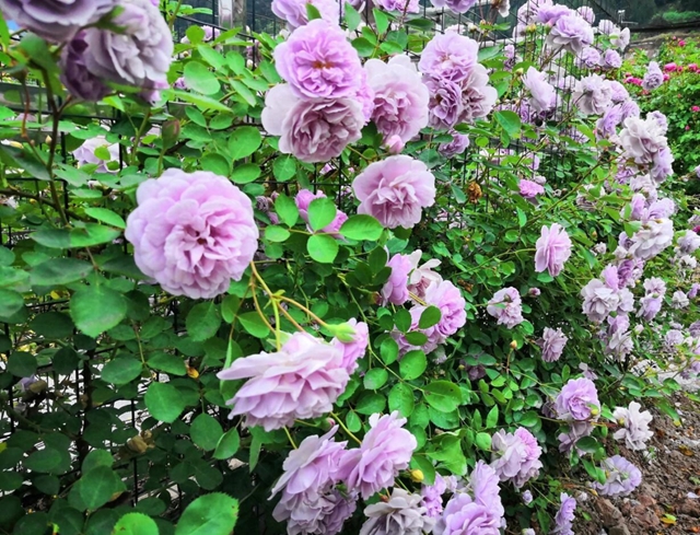 【五一特辑】赏花正当时!古蔺之春无需远游……(图7) 7.jpg