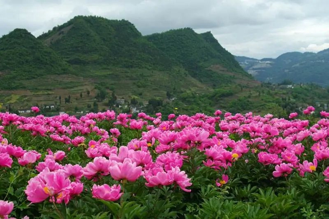 【五一特辑】赏花正当时!古蔺之春无需远游……(图13) 13.jpg