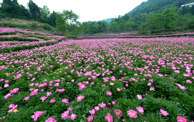 【五一特辑】赏花正当时!古蔺之春无需远游……(图12) 12.jpg