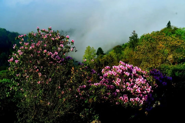 【五一特辑】赏花正当时!古蔺之春无需远游……(图20) 20.jpg