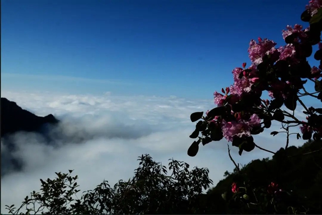 【五一特辑】赏花正当时!古蔺之春无需远游……(图22) 22.jpg