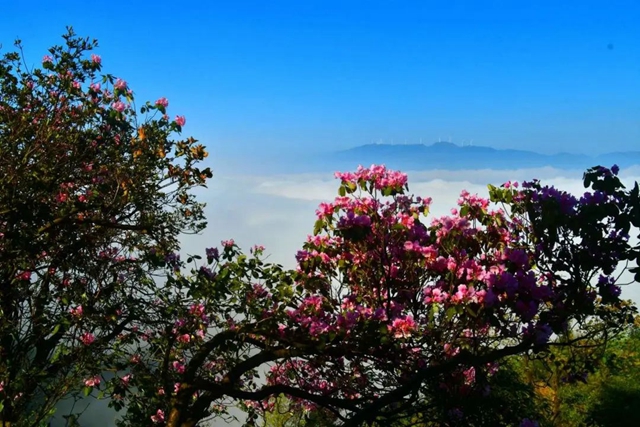 【五一特辑】赏花正当时!古蔺之春无需远游……(图21) 21.jpg