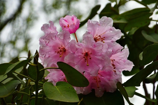 【五一特辑】赏花正当时!古蔺之春无需远游……(图24) 24.jpg