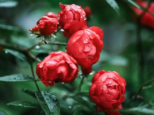 【五一特辑】赏花正当时!古蔺之春无需远游……(图26) 26.jpg