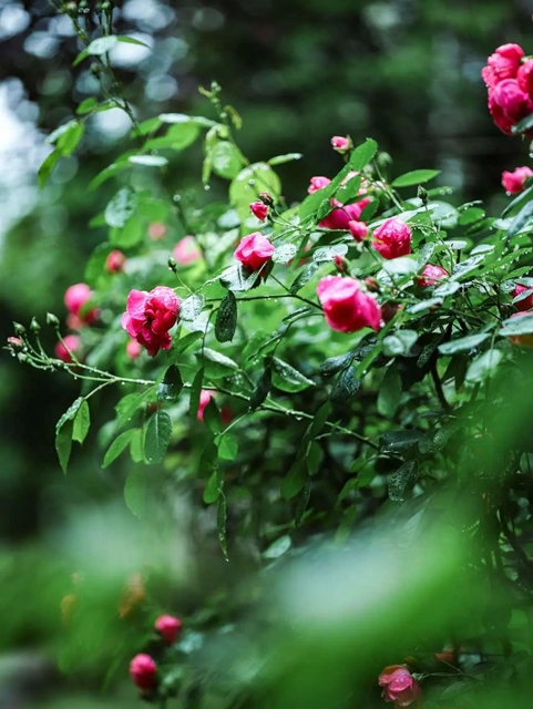 【五一特辑】赏花正当时!古蔺之春无需远游……(图29) 29.jpg